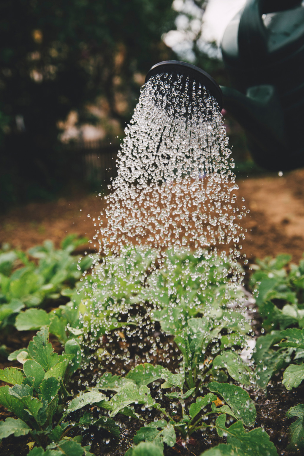 Installer un récupérateur d'eau de pluie : le guide – Blog BUT